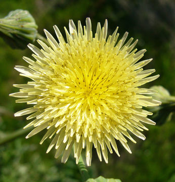 Plancia ëd Sonchus oleraceus L.