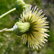 Image of common sowthistle