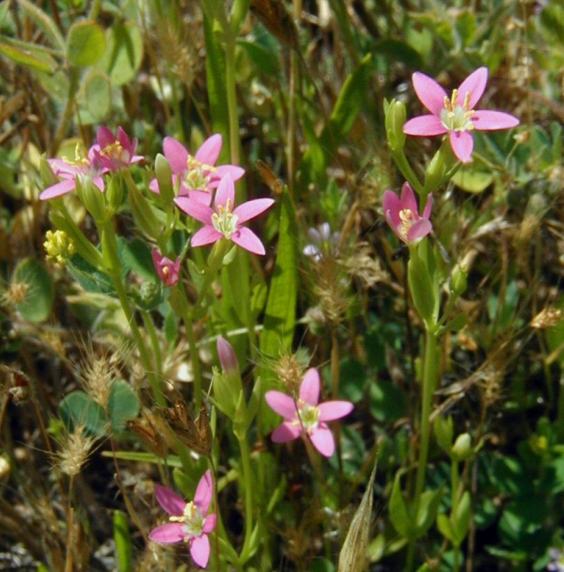 Image of Davy's centaury