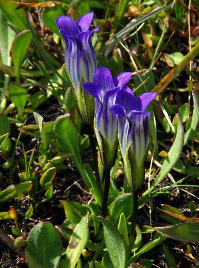 Image of Sierra fringed gentian