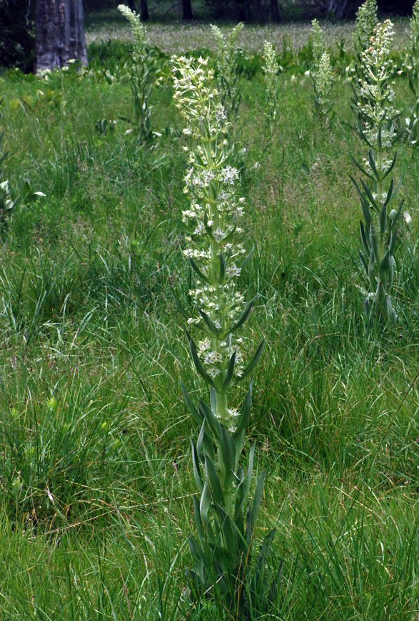 Image of monument plant