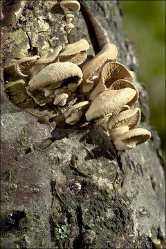 Image of Panellus stipticus (Bull.) P. Karst. 1879