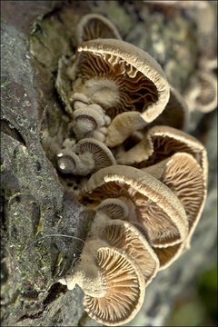 Image of Panellus stipticus (Bull.) P. Karst. 1879