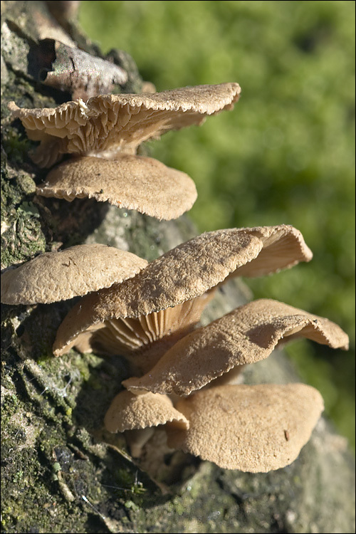 Image of Panellus stipticus (Bull.) P. Karst. 1879