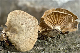 Image of Panellus stipticus (Bull.) P. Karst. 1879