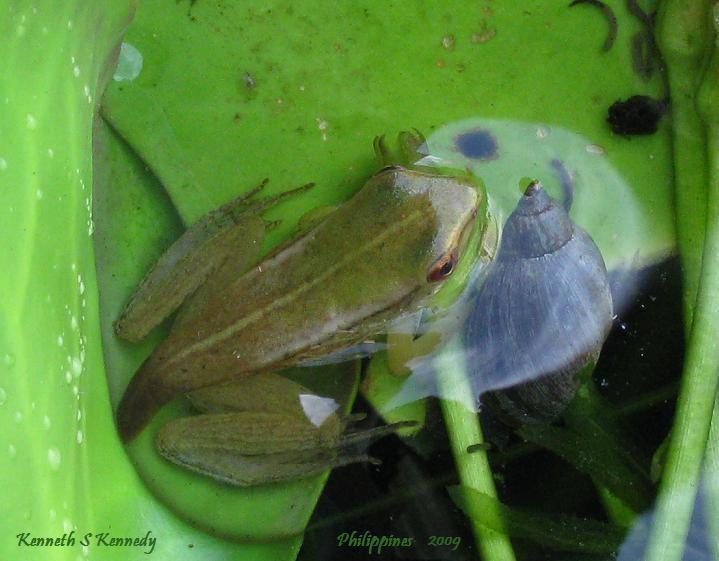 Image of Common Green Frog