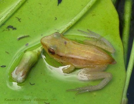 Image of Common Green Frog