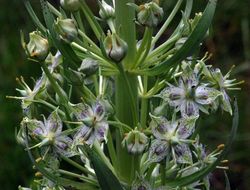 Image of monument plant