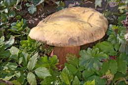 Image of Lurid bolete