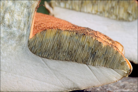 Image of Lurid bolete