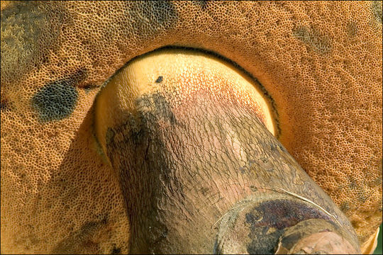 Image of Lurid bolete