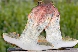 Image of Lurid bolete