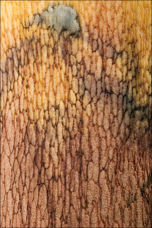 Image of Lurid bolete