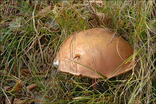 Image of Lurid bolete