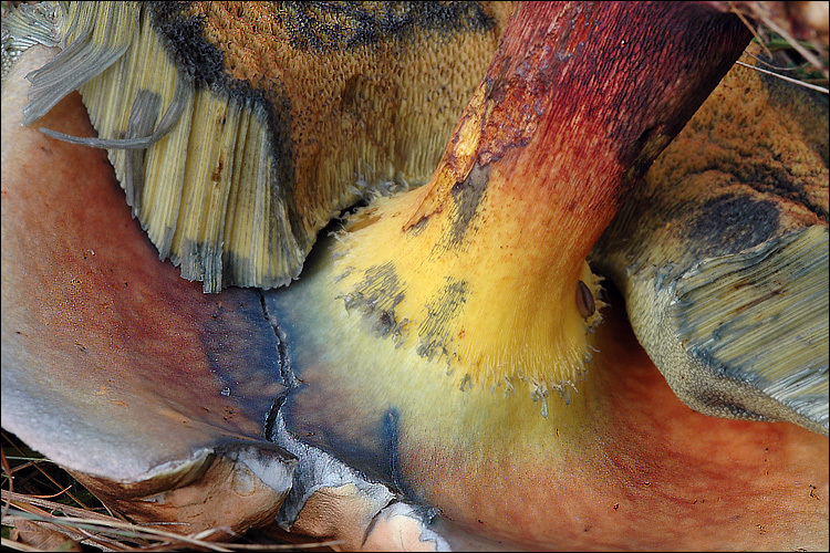 Image of Lurid bolete