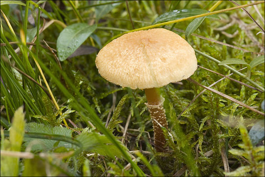 Image of earthy powder-cap