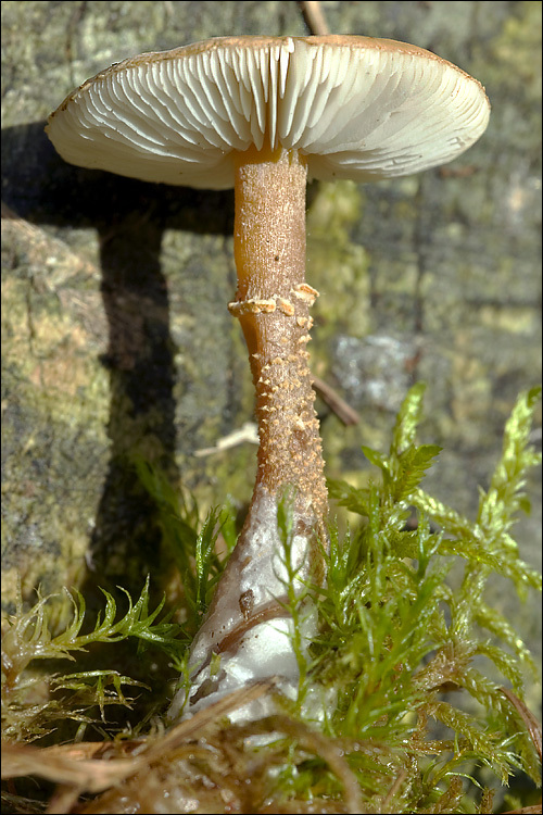 Image de Cystoderma amianthinum (Scop.) Fayod 1889