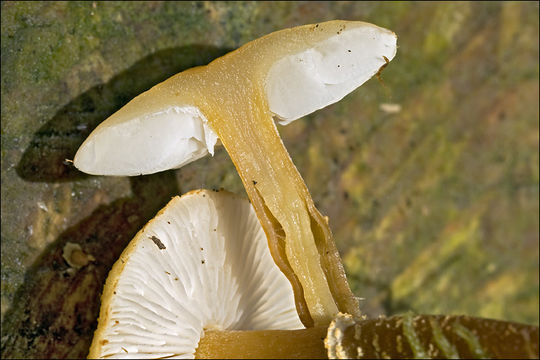 Image of earthy powder-cap