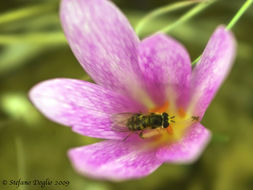 Image of <i>Colchicum lusitanicum</i>