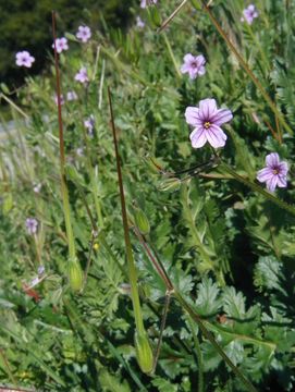 Imagem de Erodium botrys (Cav.) Bertol.