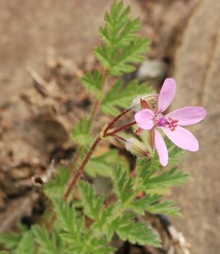 Image of Common Stork's-bill