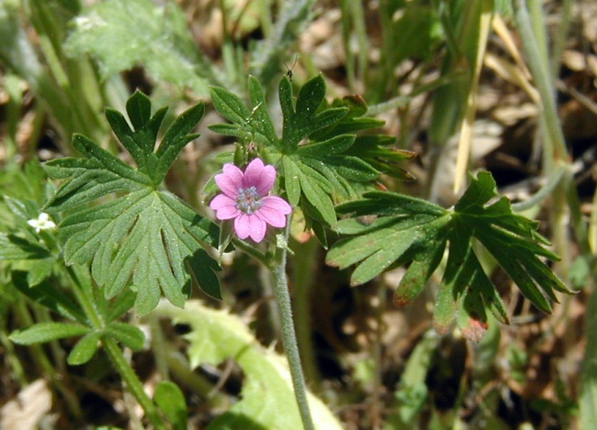 Image de Géranium découpé