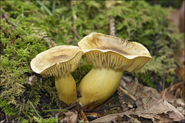 Imagem de Tricholoma sulphureum (Bull.) P. Kumm. 1871