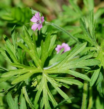 Imagem de Geranium dissectum L.