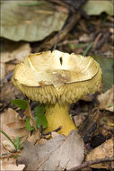 Image of Gas agaric