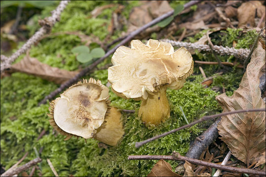 Image of Gas agaric