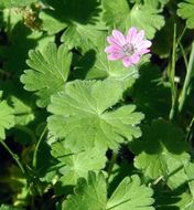 Image of dovefoot geranium