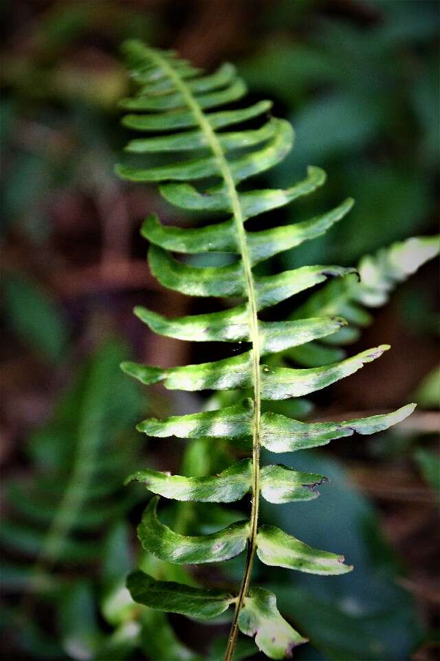 Image of midsorus fern