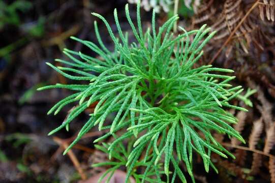 Image of Alpine Clubmosses