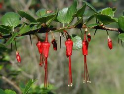 Ribes speciosum Pursh resmi