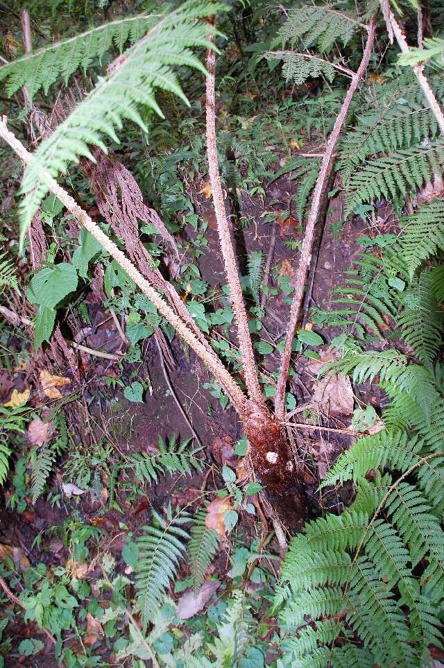 Image of scaly tree ferns