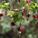 Imagem de Ribes amarum Mac Clatchie