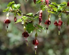 Image of bitter gooseberry