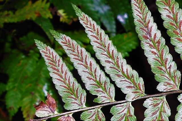 Image of twinsorus fern