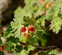 Ribes montigenum Mc Clatchie resmi