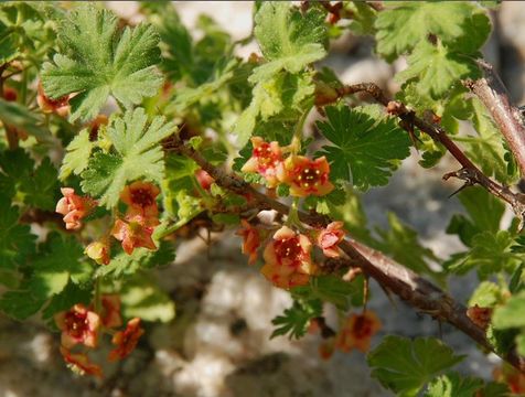 Ribes montigenum Mc Clatchie resmi