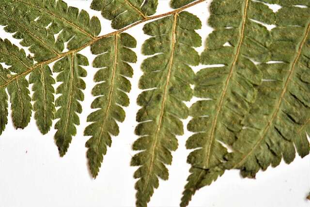 Image of treefern