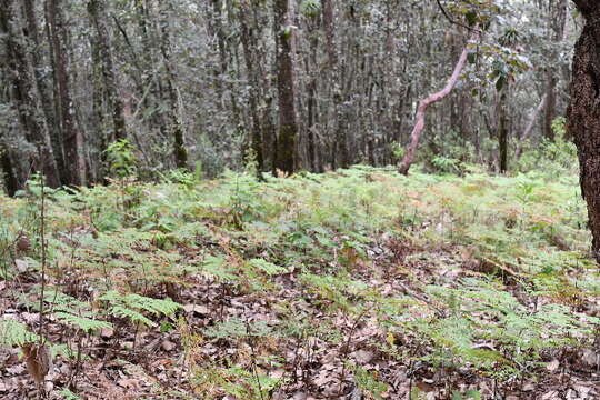 Image of bracken and ground ferns