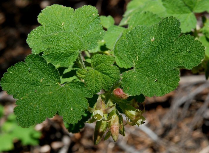 Image de Ribes viscosissimum Pursh