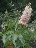 Image of California buckeye