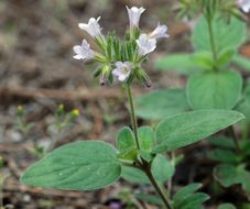 Слика од Draperia systyla (A. Gray) Torr.