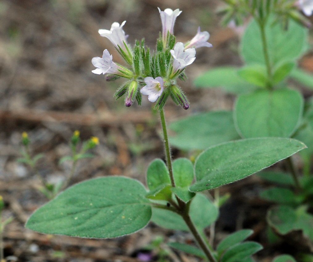 Plancia ëd Draperia systyla (A. Gray) Torr.