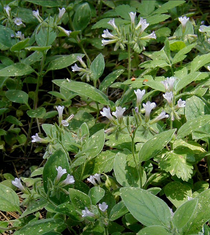 Plancia ëd Draperia systyla (A. Gray) Torr.