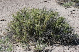 Image of Bailey's greasewood