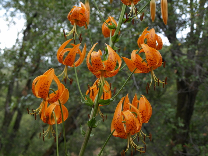 Image de Lilium pardalinum subsp. shastense (Eastw.) M. W. Skinner