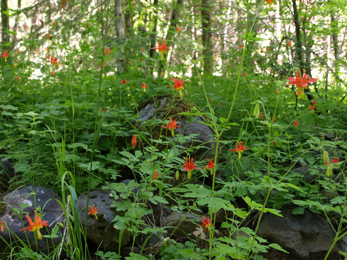 Image of western columbine